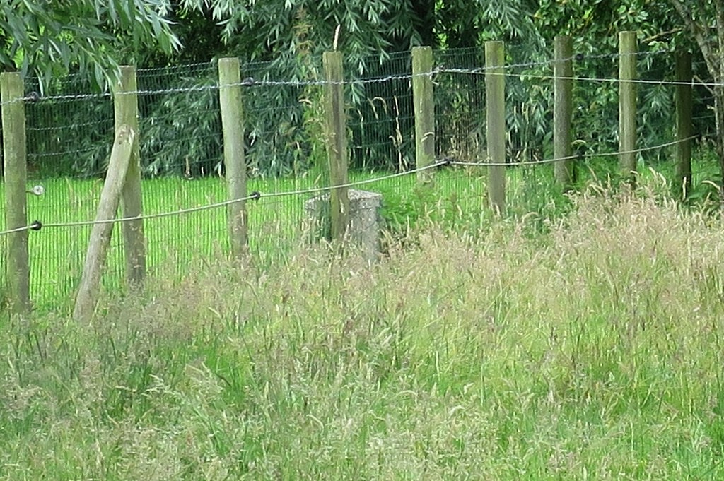IMG_3995.jpg